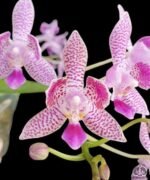 Phalaenopsis Nancy Bechtol 'La Piazza'(2.5" pot)