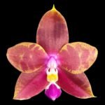 Fragrant Phalaenopsis Miki Cherry Tree ‘347’