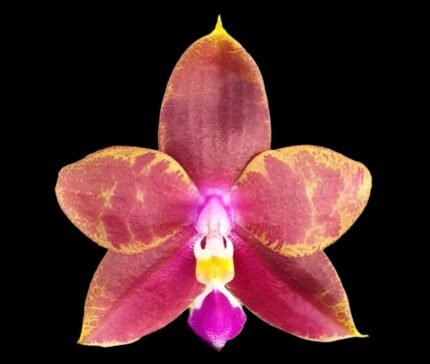 Fragrant Phalaenopsis Miki Cherry Tree ‘347’