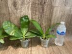 Fragrant Phalaenopsis Miki Cherry Tree '347' (2.5" pot) - Image 3