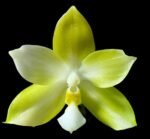Phalaenopsis Yaphon Golden Waltz 'Royal'