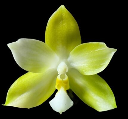 Phalaenopsis Yaphon Golden Waltz 'Royal'