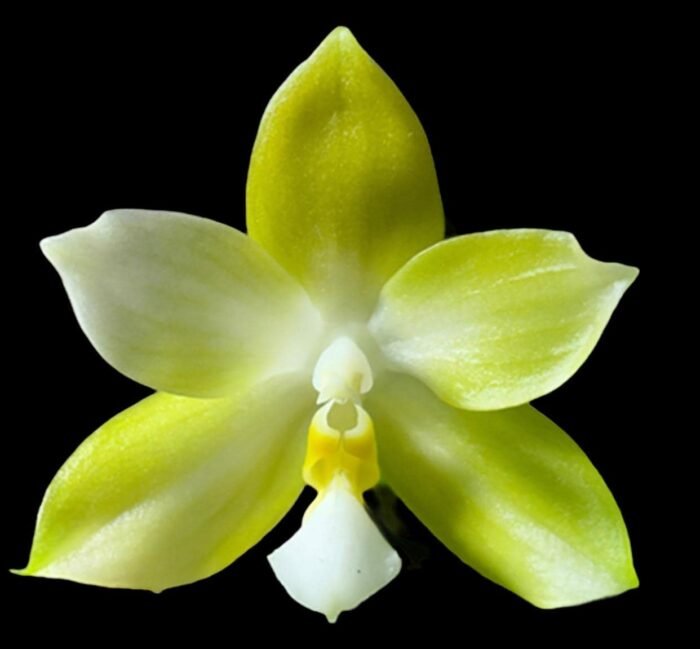 Phalaenopsis Yaphon Golden Waltz 'Royal'