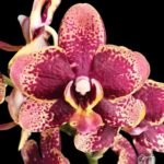Phalaenopsis Miki Pearl Bang ‘Flash’