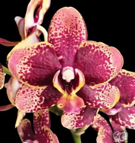 Phalaenopsis Miki Pearl Bang ‘Flash’