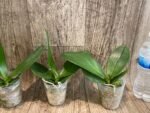 Phalaenopsis Miki Pearl Bang 'Flash' (2.5" pot) - Image 5
