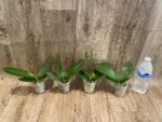 Phalaenopsis Miki Pearl Bang 'Flash' (2.5" pot) - Image 6