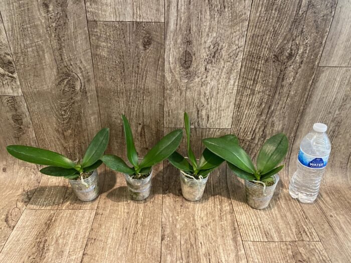 Phalaenopsis Miki Pearl Bang 'Flash' (2.5" pot) - Image 6