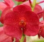 In Spike Vanda SW New Year red (3” basket)