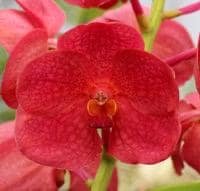 In Spike Vanda SW New Year red (3” basket)