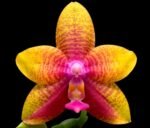 Phalaenopsis Meidarland Kaiulani 'Cherish'