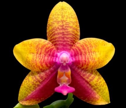 Phalaenopsis Meidarland Kaiulani 'Cherish'