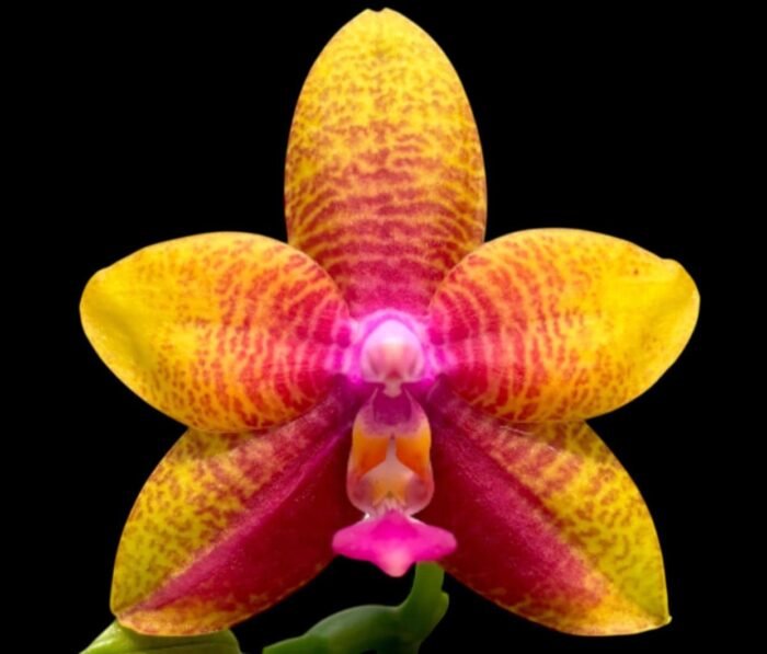 Phalaenopsis Meidarland Kaiulani 'Cherish'