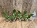 Fragrant Phalaenopsis Meidarland Kaiulani 'Cherish' (2.5" pot) - Image 5