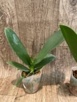 Phalaenopsis Miki Witch '467' (2.5" pot) - Image 2