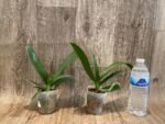 Phalaenopsis Miki Witch '467' (2.5" pot) - Image 4