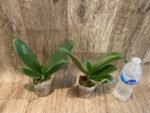 Phalaenopsis Miki Witch '467' (2.5" pot) - Image 5