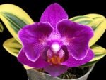 Phalaenopsis Sogo Yenlin 'Coffee’ (variegata & 2 eyes)