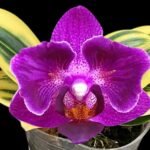 Phalaenopsis Sogo Yenlin 'Coffee’ (variegata & 2 eyes)