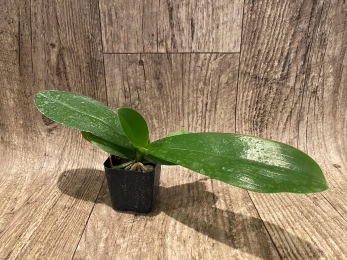 Fragrant Phal. Mituo Golden Tiger 'Red Dragon' × Phal. Miro Sun (2" pot) - Image 3