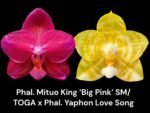 Fragrant Phal. Mituo King 'Big Pink' SM/TOGA x Phal. Yaphon Lover Song (2" pot)
