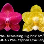 Fragrant Phal. Mituo King 'Big Pink' SM/TOGA x Phal. Yaphon Lover Song (2" pot)