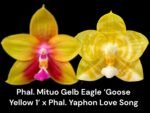 Fragrant Phal. Mituo Gelb Eagle 'Goose Yellow 1' x Phal. Yaphon Lover Song (2" pot)