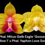 Fragrant Phal. Mituo Gelb Eagle 'Goose Yellow 1' x Phal. Yaphon Lover Song (2" pot)