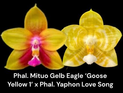Fragrant Phal. Mituo Gelb Eagle 'Goose Yellow 1' x Phal. Yaphon Lover Song (2" pot)
