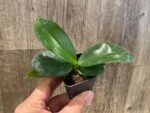 Fragrant Phal. Mituo Gelb Eagle 'Goose Yellow 1' x Phal. Yaphon Lover Song (2" pot) - Image 2