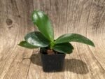 Fragrant Phal. Mituo Gelb Eagle 'Goose Yellow 1' x Phal. Yaphon Lover Song (2" pot) - Image 4