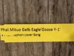 Fragrant Phal. Mituo Gelb Eagle 'Goose Yellow 1' x Phal. Yaphon Lover Song (2" pot) - Image 5