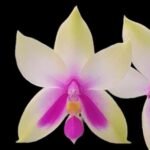 Fragrant Phalaenopsis bellina 'Fire' × sib (2.5" pot)