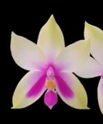 Fragrant Phalaenopsis bellina 'Fire' × sib (2.5" pot)