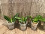 Fragrant Phalaenopsis bellina 'Fire' × sib (2.5" pot) - Image 2