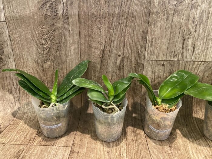 Fragrant Phalaenopsis bellina 'Fire' × sib (2.5" pot) - Image 2