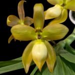 Cycnoches herrenhusanum 'Golden Sinower' AM/AOS