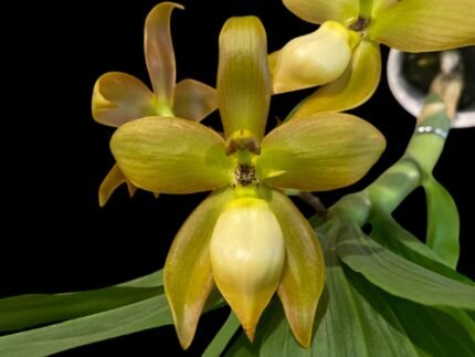 Cycnoches herrenhusanum 'Golden Sinower' AM/AOS
