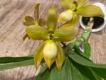 In Spike Cycnoches herrenhusanum 'Golden Shower' AM/AOS (2” pot) - Image 2