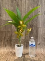 In Spike Cycnoches herrenhusanum 'Golden Shower' AM/AOS (2” pot) - Image 6