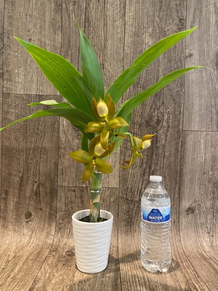 In Spike Cycnoches  herrenhusanum 'Golden Shower' AM/AOS (2” pot) - Image 6
