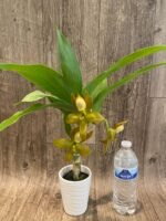 In Spike Cycnoches herrenhusanum 'Golden Shower' AM/AOS (2” pot) - Image 5