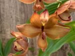 In Spike Cycnoches Jumbo Cooper (warscewiczii x cooperi 'Copper') (2” pot) - Image 3