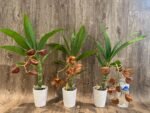 In Spike Cycnoches Jumbo Cooper (warscewiczii x cooperi 'Copper') (2” pot) - Image 6