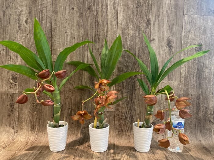 In Spike Cycnoches Jumbo Cooper (warscewiczii x cooperi 'Copper') (2” pot) - Image 6