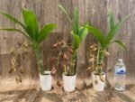 In Spike Cycnoches Jumbo Cooper (warscewiczii x cooperi 'Copper') (2” pot) - Image 8