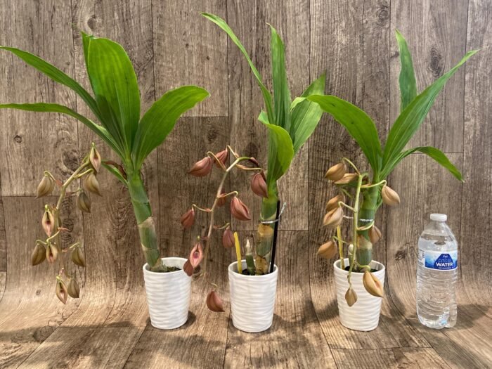 In Spike Cycnoches Jumbo Cooper (warscewiczii x cooperi 'Copper') (2” pot) - Image 8
