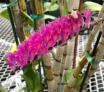 Dendrobbium secundum (3” pot) - Image 2