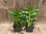 Dendrobbium secundum (3” pot) - Image 4