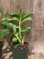 Dendrobbium secundum (3” pot) - Image 6